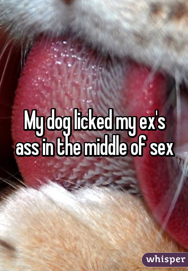 My dog licked my ex's ass in the middle of sex