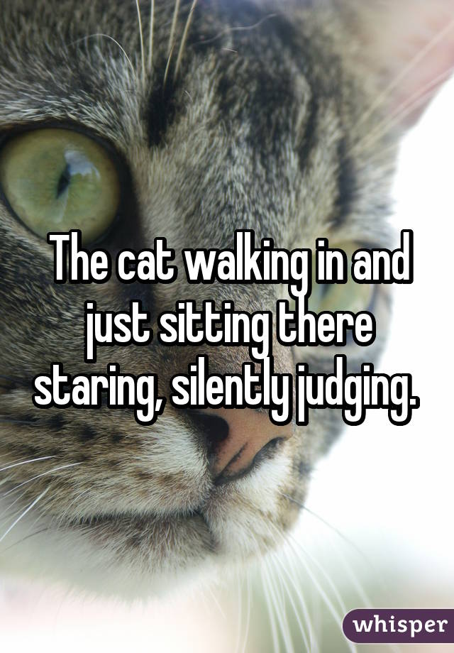 The cat walking in and just sitting there staring, silently judging. 