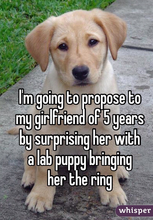 I'm going to propose to  my girlfriend of 5 years  by surprising her with  a lab puppy bringing  her the ring